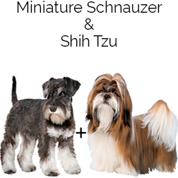 Schnau-Tzu Dog